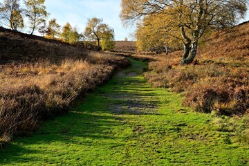 Autumn countryside path with golden foliage, hills, and morning shadows