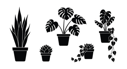 A collection of potted indoor plants in a minimalist black and white style