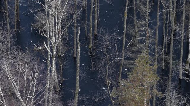 Drone view of a frozen swamp with leafless trees and fallen trunks creating abstract natural patterns in a cold, desolate winter landscape.
