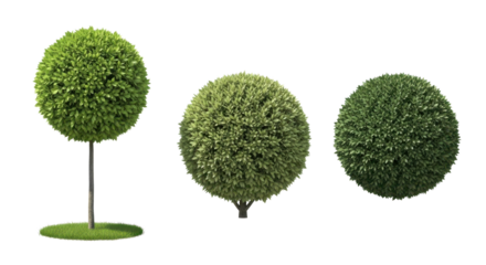 Elegant topiary trees bring a touch of class, perfect for landscaping, garden design, and serene nature concepts