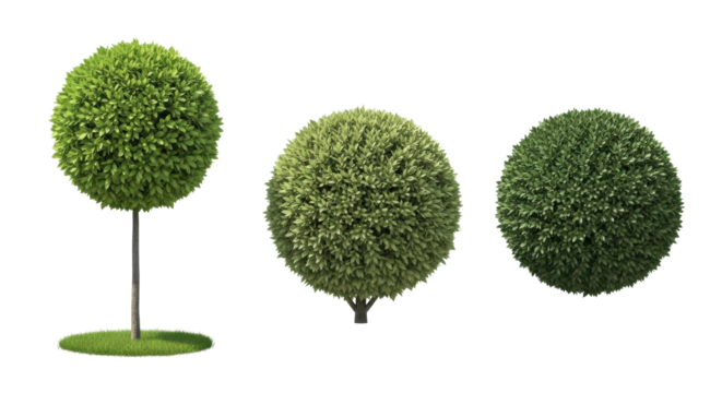 Elegant topiary trees bring a touch of class, perfect for landscaping, garden design, and serene nature concepts