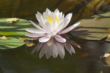 Eine Wasserrose in einem Teich