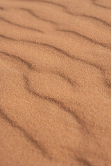 Paisajes y animales del desierto de Merzouga