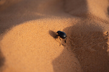 Paisajes y animales del desierto de Merzouga