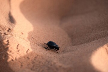 Paisajes y animales del desierto de Merzouga