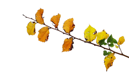 Leaves on branch, colorful foliage in autumn isolated on white background, clipping path 