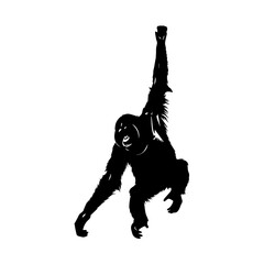 A black silhouette of an orangutan hanging from one arm with its mouth open, against a white background. © Maulana