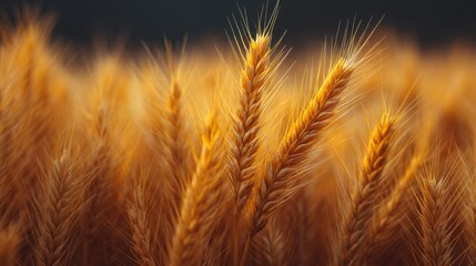 Obraz premium Golden Wheat Field Close Up Capturing Beautiful Wheat Grain Stalks with Soft Focus and Natural Light in a Scenic Agricultural Landscape