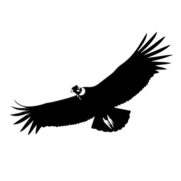 Black silhouette of a majestic condor soaring with wings spread wide against a white background, depicting freedom and power.