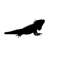Obraz premium Black silhouette of an iguana, a large lizard, isolated on a white background, showcasing its distinctive profile and spiky crest.