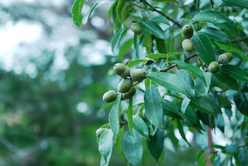 緑豊かな背景の中、カシまたはシイの木の枝に実る青いドングリと光沢のある葉のクローズアップ