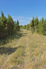 Landscape dominated by juniper trees, growing along a grassy path in sunny summer weather, Vilsandi, Saaremaa, Estonia.