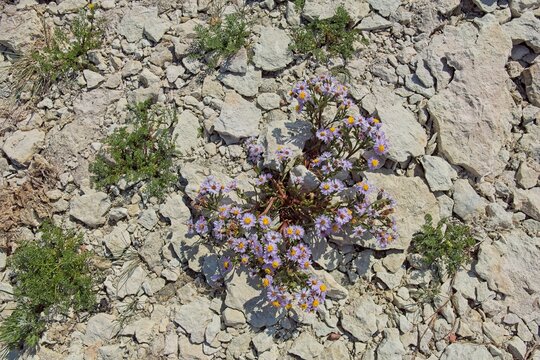 Close-up of sea aster (tripolium pannonicum), also known as sea blite aster and shore aster, a flowering plant found along sea coasts and in salt marshes, in rocky shorebed in sunny summer weather, Vi