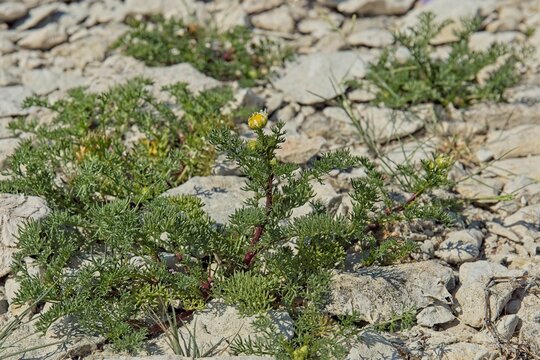 Valentine&acute;s sunflower (anacyclus valentinus).
Close-up of valentine&acute;s sunflower (anacyclus valentinus) in rocky shorebed in sunny summer weather, Vilsandi, Saaremaa, Estonia.
