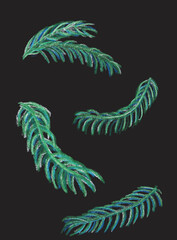 Pine Branches Clipart – Branches de sapin dessinées au pastel, éléments naturels pour compositions, cartes et motifs de Noël