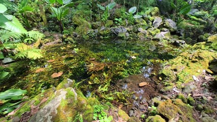 West Java, Indonesia - November 23, 2025.
Clear and calm water in the forest