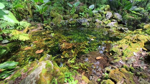 West Java, Indonesia - November 23, 2025.
Clear and calm water in the forest