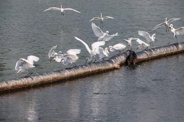 Great Egrets Fighting for Fish While Perched on Floating Boom, Kai Tak, Hong Kong