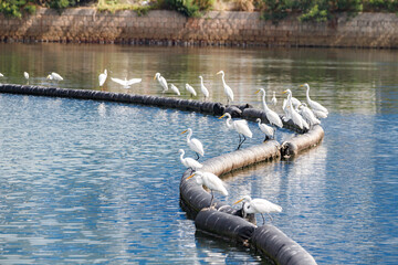 Obraz premium Egrets Perched on a Circular Oil Boom in Blue Water, Hong Kong