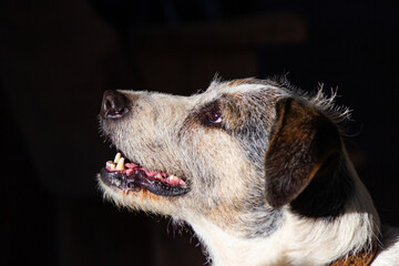 Retrato de um cachorro sem raça definida