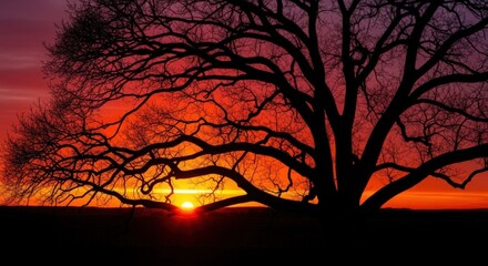 Stunning sunset shines through bare tree branches creating a vibrant sky at golden hour