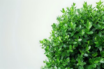 Obraz premium Fresh green boxwood shrub with dense foliage against white background, suitable for garden design and landscaping projects.