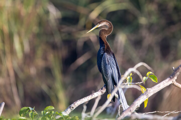 Oriental Darter, Chitwan National Park, Nepal.