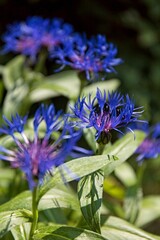 Close-up of Mountain cornflower (centaurea montana), also known as perennial cornflower or mountain bluet in summer at Veijarivuorenpuisto park, Lauttasaari, Helsinki, Finland.