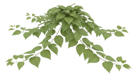 Lush foliage with delicate green leaves for nature-inspired design elements and botanical accents in your projects