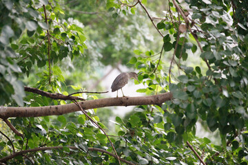 Lone Heron and Small Tree by a Curved, Terraced River Wall