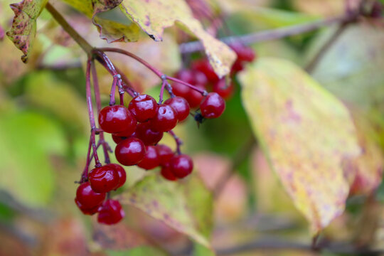 A close-up view of a cluster of ripe red viburnum berries hanging from a branch against a background of yellowing autumn leaves. The berries have a rich color and a moist sheen, perfectly illustrating