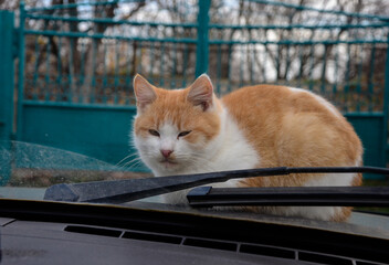 white-red cat sits on a warm car near the windshield wiper, view from inside the car