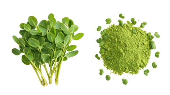 Vibrant fresh fenugreek leaves with textured surface and fine detail on transparent background