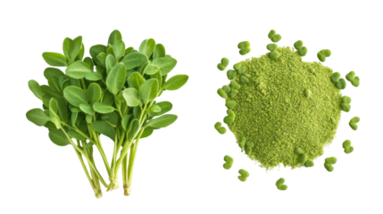 Vibrant fresh fenugreek leaves with textured surface and fine detail on transparent background