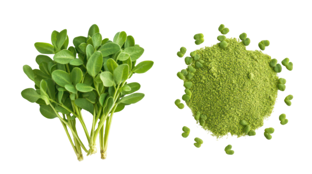 Vibrant fresh fenugreek leaves with textured surface and fine detail on transparent background