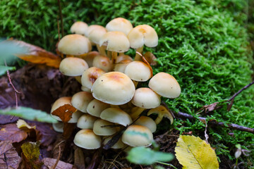 ​A cluster of light-colored mushrooms with creamy caps and reddish-brown centers grows in a dense group on the forest floor. The fungi are surrounded by bright green moss and fallen autumn leaves.
