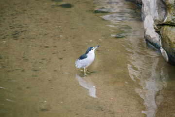 Black-crowned Night Heron Standing in Shallow, Clear Water