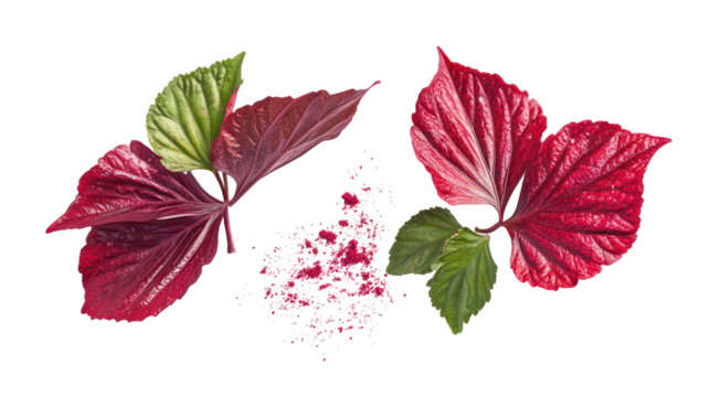 Vibrant fresh hibiscus leaves with textured surface and fine detail on transparent background