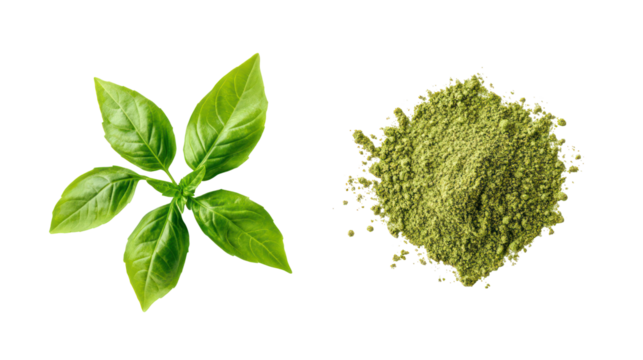 Fresh basil leaves and dried basil powder isolated on transparent background