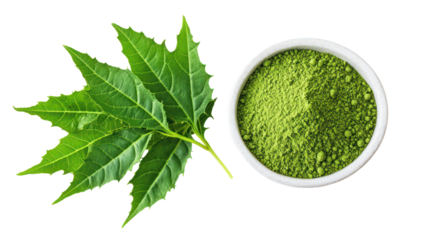 Vibrant neem leaves and smooth neem leaf powder overhead two on transparent background
