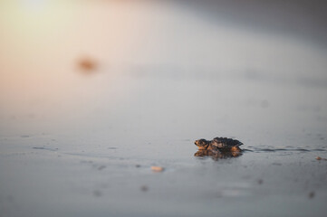 Close up of baby turtle