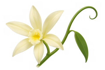 Vanilla orchid flower blooming with stem and green leaf, symbolizing natural flavor essence and sweet aroma, transparent background
