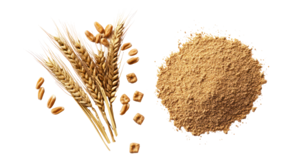Wheat ears and bran isolated on transparent background