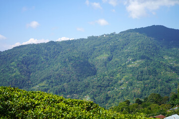 Naklejka premium Lush Green Slopes of Tea Plantation in the Darjeeling Hills with Distant Village