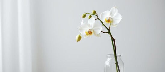 Elegant white orchid in a glass vase against a minimalist background.