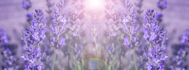 Panorama lavender field lavender background. Blooming fragrant lavender flowers on a field. Aromatherapy. 