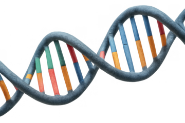 Dna helix structure representing genetics, biology, evolution, and medical science concept on transparent background