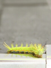 Green caterpillar over rustic wooden surface.
