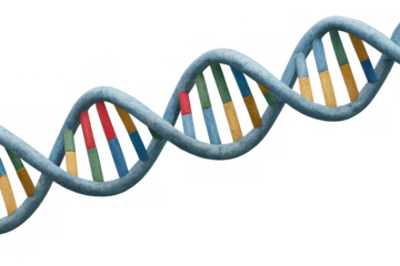 Dna double helix showing the complex molecular structure of genetics, biotechnology, and life science, on transparent background