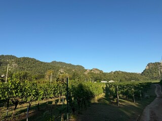 vineyard in Khao yai, Thailand